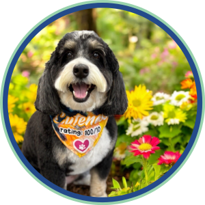 Director of Pawsitivity
